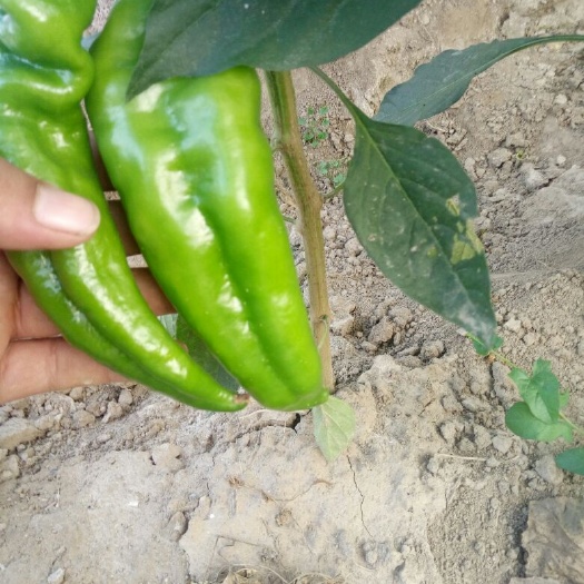 夏邑县301辣椒 10~15cm 靑色 微辣