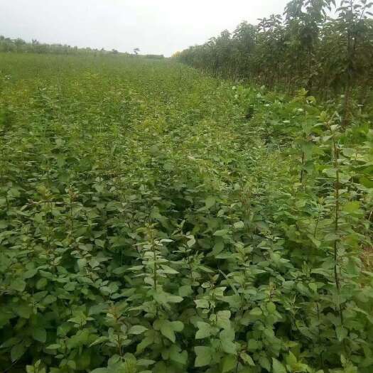 绛县药用连翘苗  一年药用连翘小苗