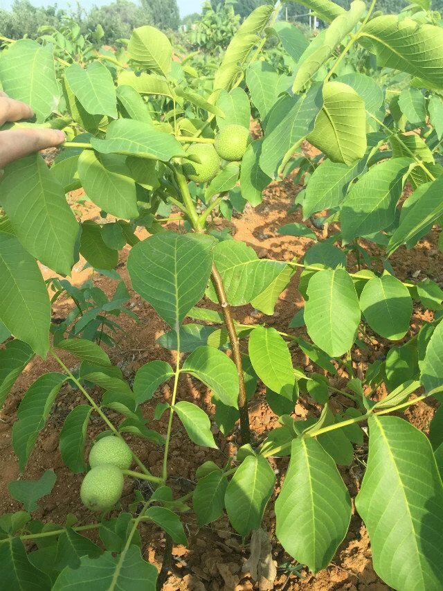 冠核一號(hào)核桃苗