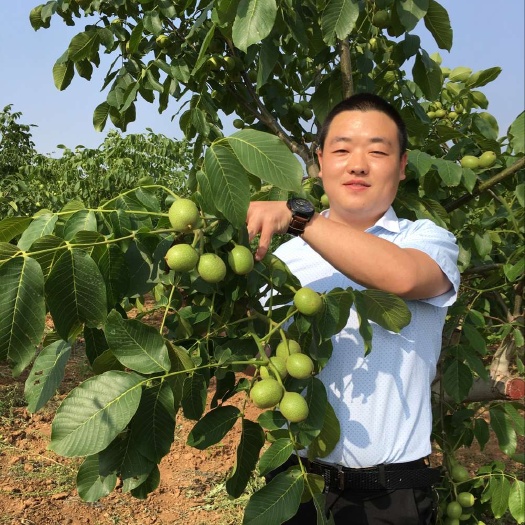 淄博冠核一号核桃苗