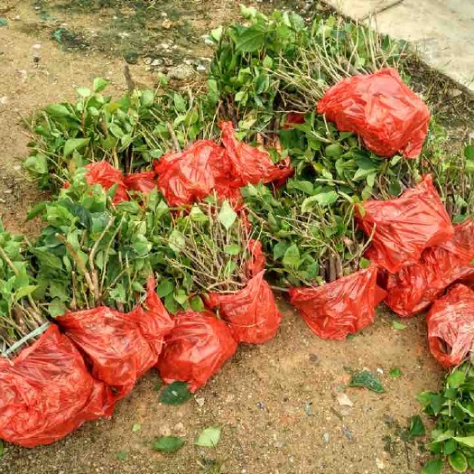 漳州大红三角梅 质量是诚信跟本