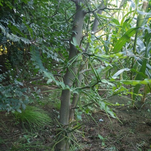 山皂荚