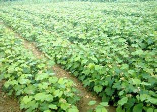绛县维多利亚葡萄苗   葡萄苗、新品种葡萄苗、山西优质果树种苗厂家