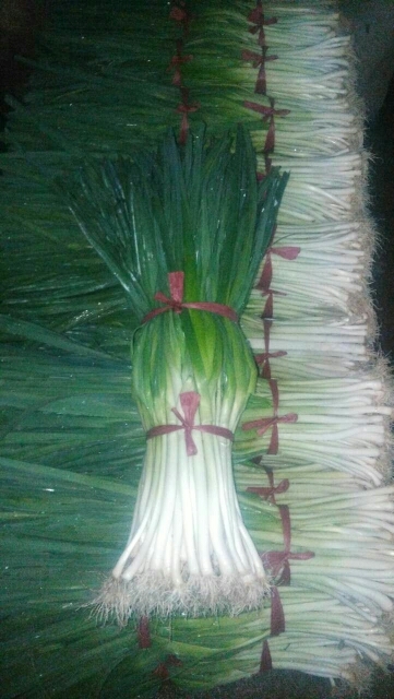 新泰市四季蒜苗 45 - 50cm