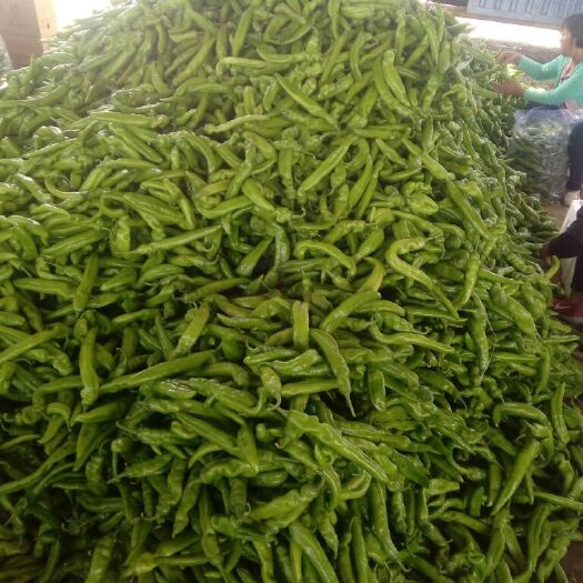 青州市喜洋洋辣椒 20cm以上 靑色 中辣