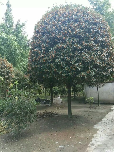 成都金桂