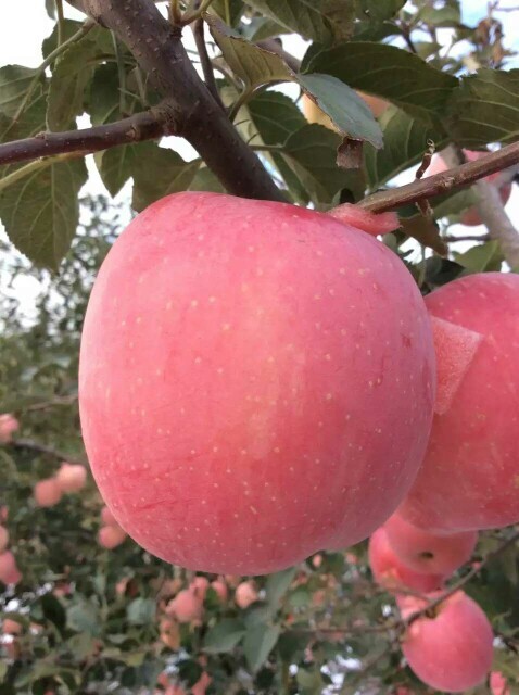 紅富士蘋果 紙袋 條紅 75mm以上 