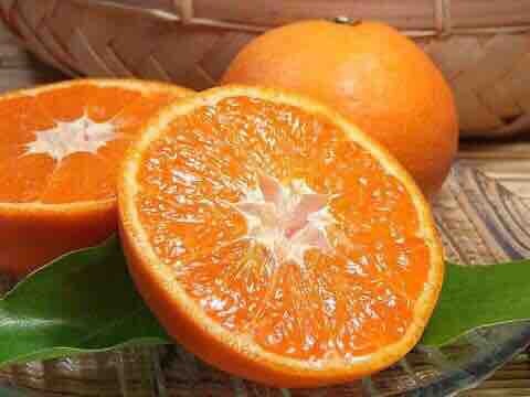 丹棱县爱媛38号柑桔 ＞8cm 4两以上