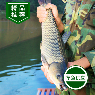 平远县 高品质水库草鱼，量大从优！