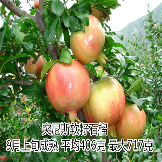 泰安软籽石榴苗 