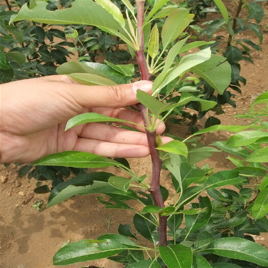 泰安秋月梨树苗 0.5~1米 