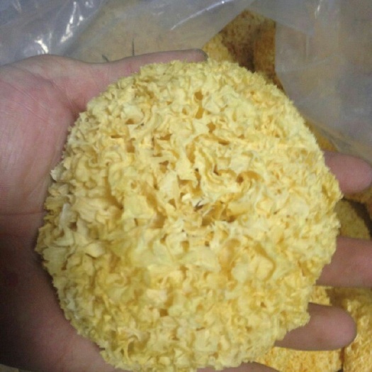 银耳菌种 
