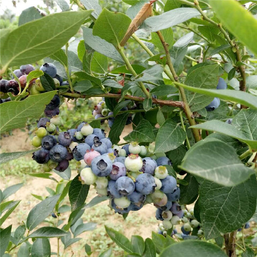 泰安蓝丰蓝莓苗