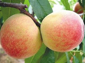 泰安毛桃苗 1~1.5米