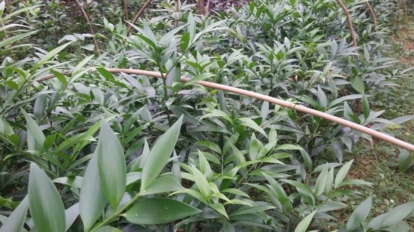洞口县长叶竹柏