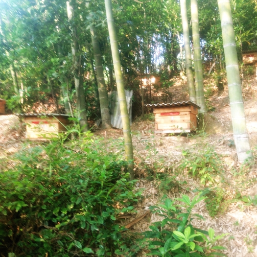 茶陵县中蜂