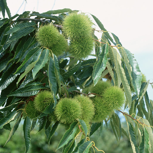 泰安泰山板栗苗 嫁接苗 0.5~1米