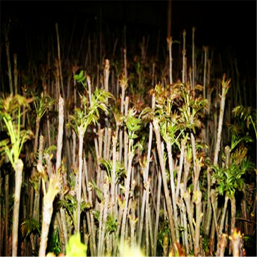 泰安红油香椿苗 2公分以下
