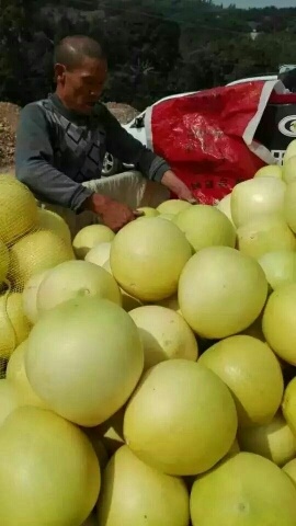 湖北宜昌蜜柚产地无中间商
