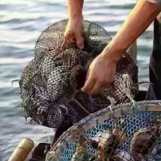 黄河口大闸蟹 3.5-4.0两 公蟹 