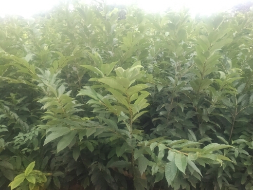 简阳市有机板栗 0.5~1米 嫁接苗