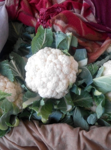 邯郸白花菜花 紧密 1斤以下
