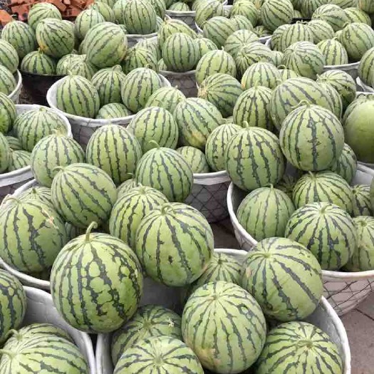 岳阳8424西瓜 8斤打底 1茬 8成熟