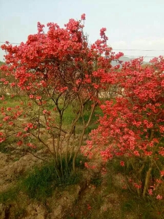 岳西县杜鹃花 