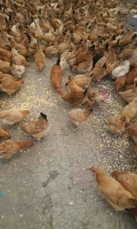 淮安土鸡蛋 食用 箱装