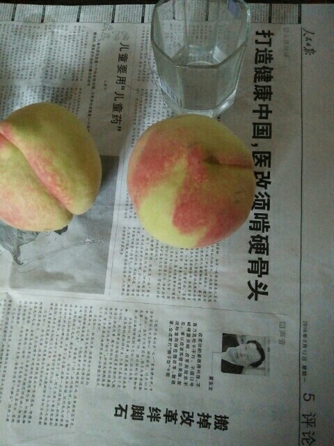 赞皇县映霜红桃苗