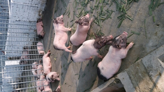 湛江巴马香猪 40-60斤 