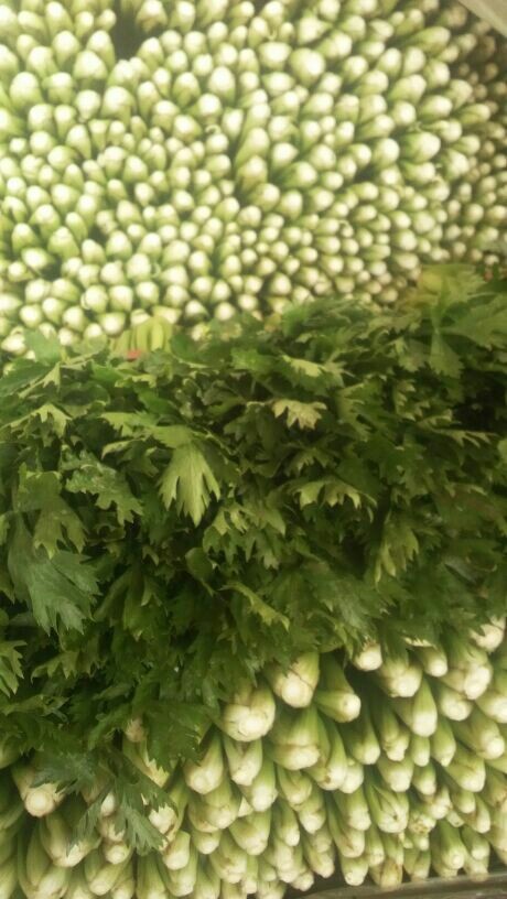 邯郸西芹  芹菜