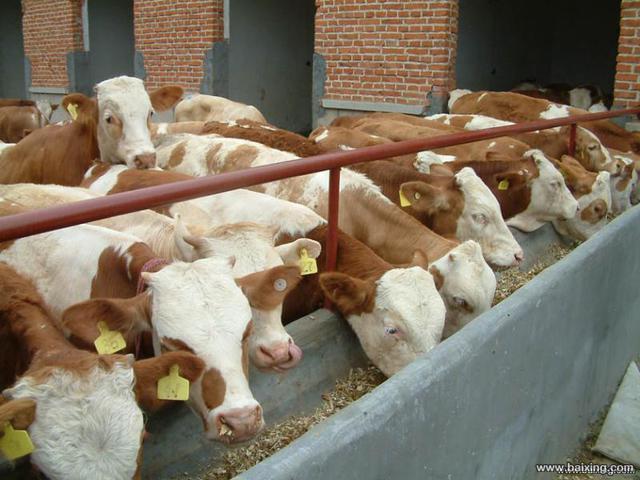 忻州肉牛  西门塔尔牛 200-300斤 统货
