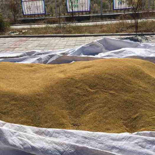 四子王旗油菜籽  现选菜籽