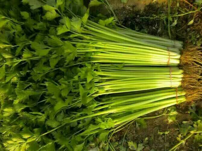 西芹  ，芹菜，质量不错，价格不贵，