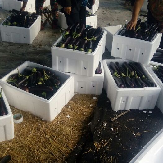 青州市喜洋洋辣椒 20cm以上 靑色 中辣