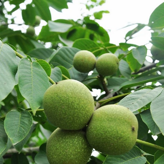 泰安薄壳香核