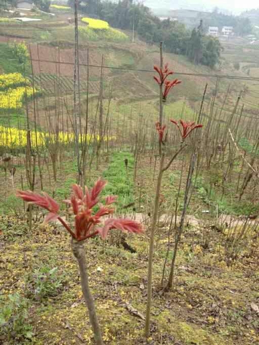大竹县红油香椿芽 箱装 一级