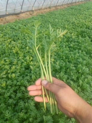 潍坊光杆茼蒿 25~30cm