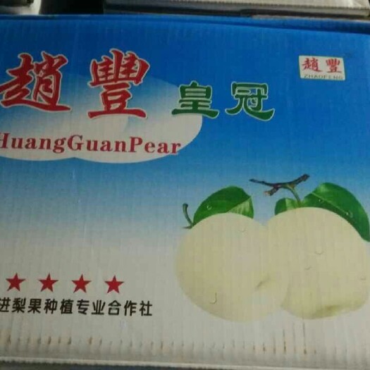 赵县皇冠梨 250-300g 60mm以上 