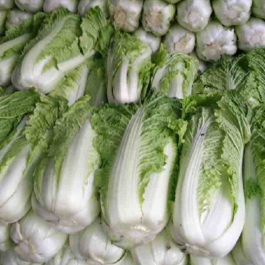 定州市北京新三号白菜 3~6斤 毛菜净菜均可，