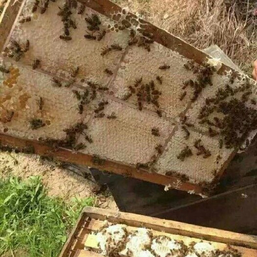 长葛市蜂巢蜜  新巢蜜荆条巢蜜百花蜜洋槐巢蜜蜂蜜现货蜂场直发