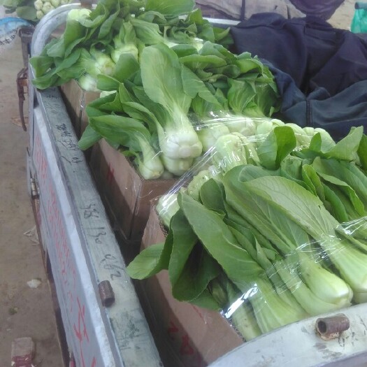 邯郸北方小油菜 1两以下 