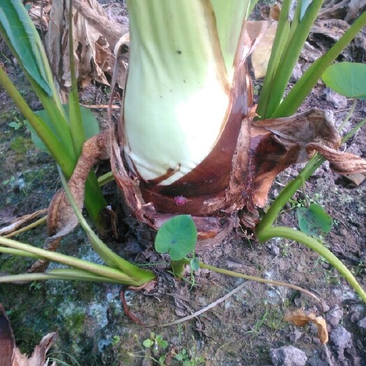 荔浦市香芋  正宗荔浦芋头