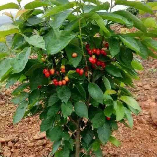 毕节甜樱桃苗