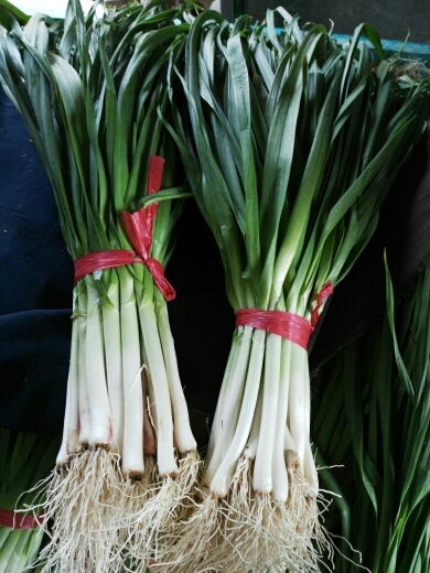 新泰市红根蒜苗 45 - 50cm