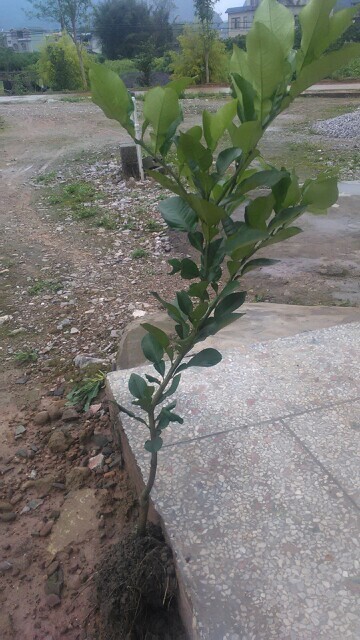 荔浦市三红蜜柚苗