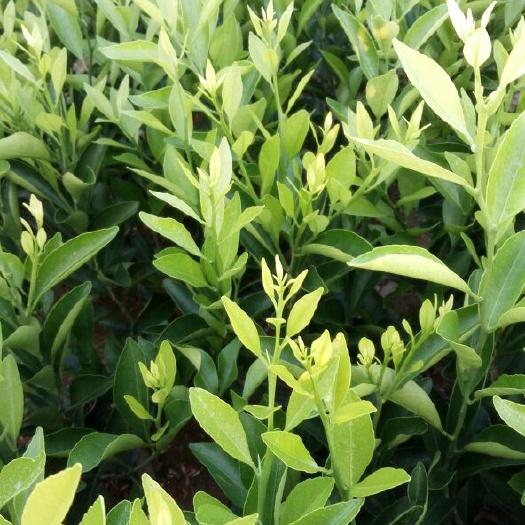 建水县南丰蜜桔苗 挂果树 0.5~1米 