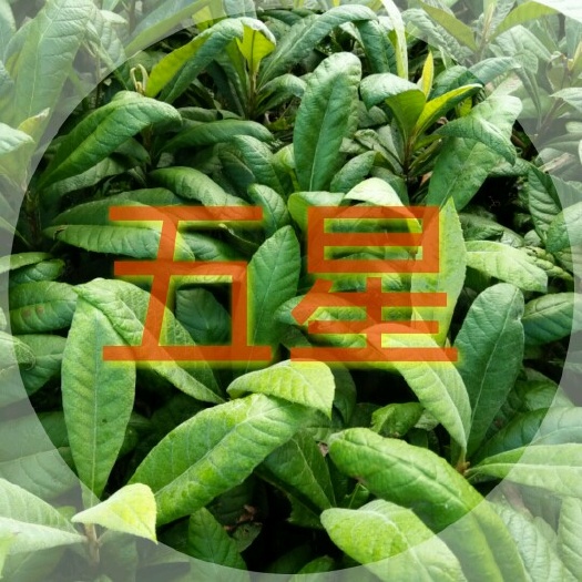 容县大五星