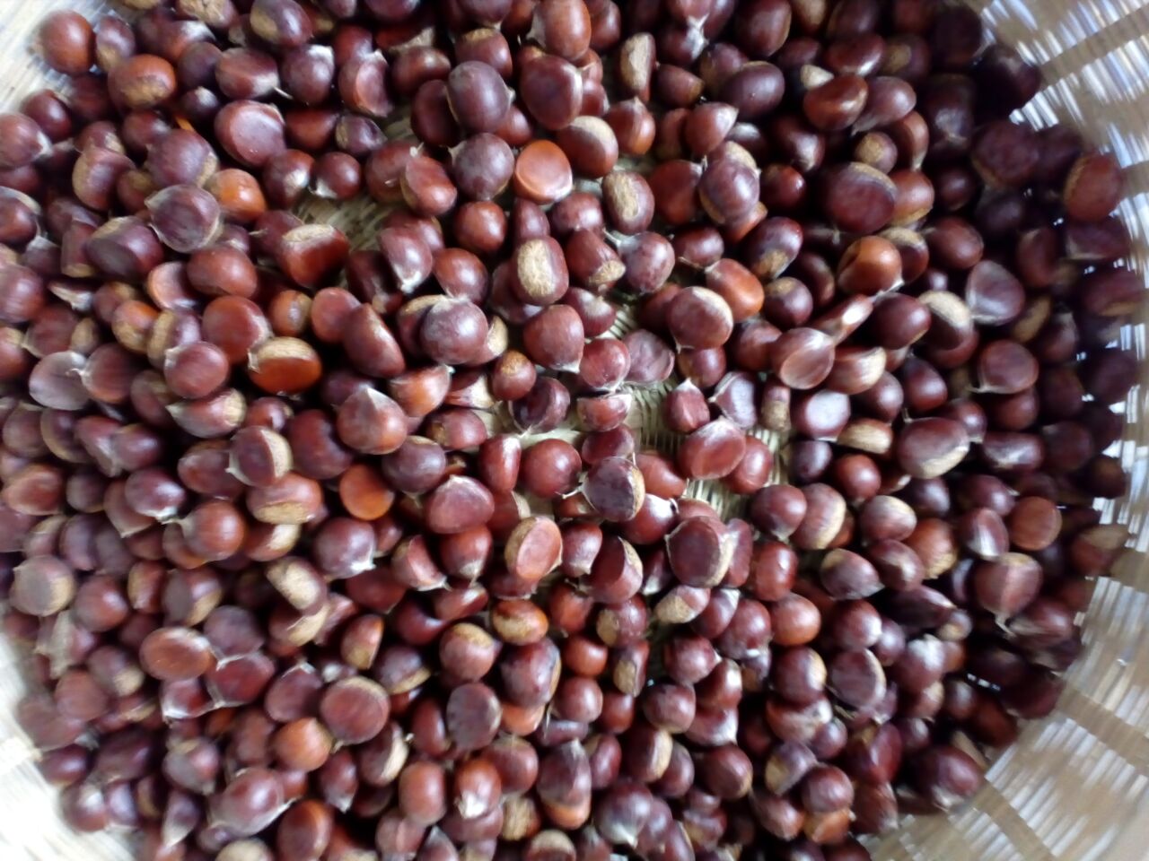 野生板栗 一级 中粒